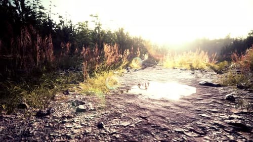 Puddles and Mud and Green Grass on a Dirt Road