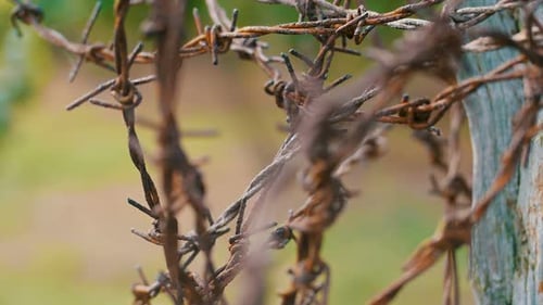 Rusted Barbed Wire Fence in Rural Setting