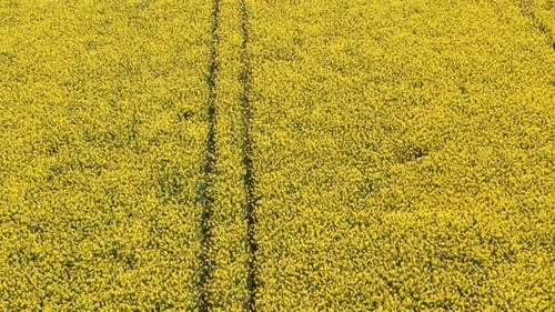 Rich Canola Fields with Vertical Pathways Seen From Above