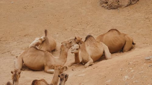Kamelchillen im Savanna Park