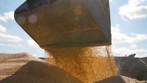 Tracktor Pouring Harvested Corn Grain in a Pile