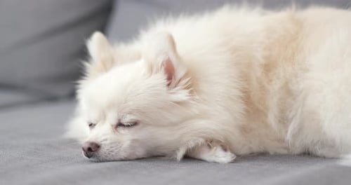 Fluffy White Dog Sleeping Peacefully on Couch