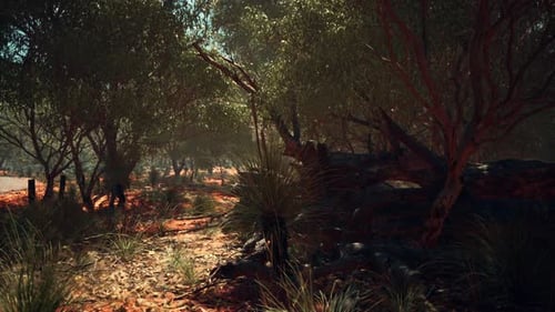 Dappled Sunlight in Serene Australian Bush Forest