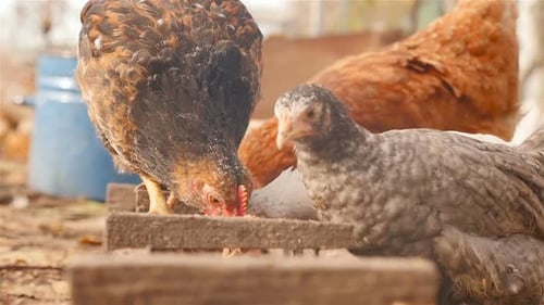 Chickens Feeding at a Farm on a Sunny Day