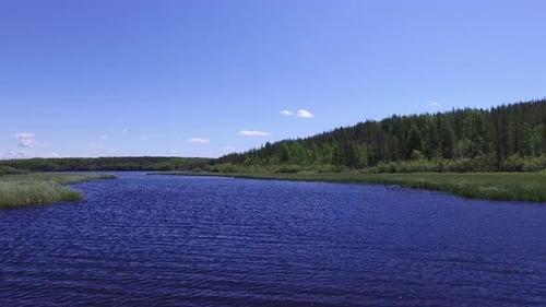 Lake surrounded by vegetation