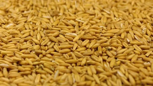 Körner aus rohem Hafergrütze rotieren