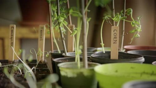 Close Up of Germinating Plants Indoors
