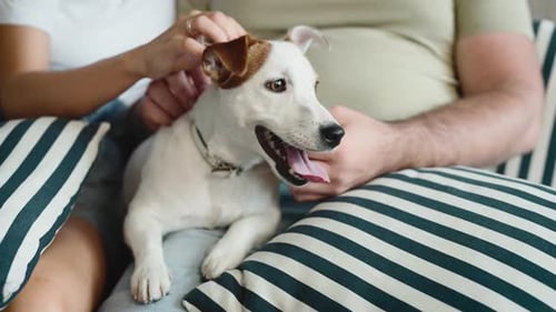 Domestic Dog Next to Their Owners
