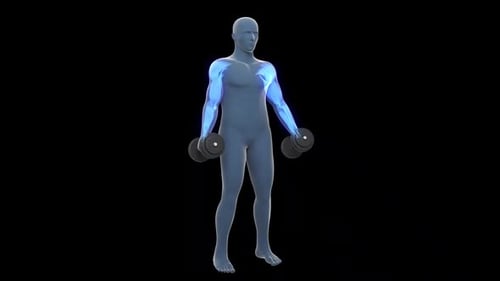 Human Anatomy Bicep Curl Exercise with Muscle Highlight