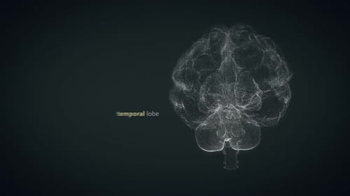 Présentation colorée des régions du cerveau humain. Parfait pour l'apprentissage.