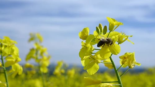 Les abeilles mellifères et les fleurs : pollinisation printanière | Nature