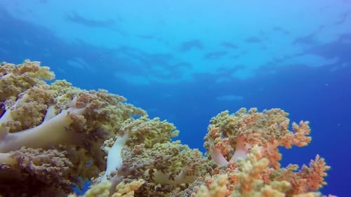 Vibrant Soft Coral Underwater in Tropical Blue Ocean