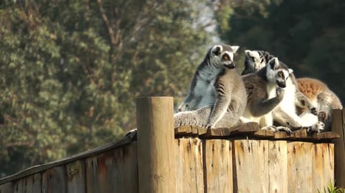 Ring-Tailed Lemurs Resting on Wooden Structure