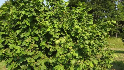 Hazelnut Trees Agriculture Field Aerial View