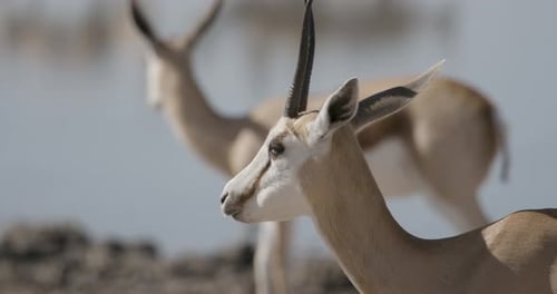 Springbok à mâcher