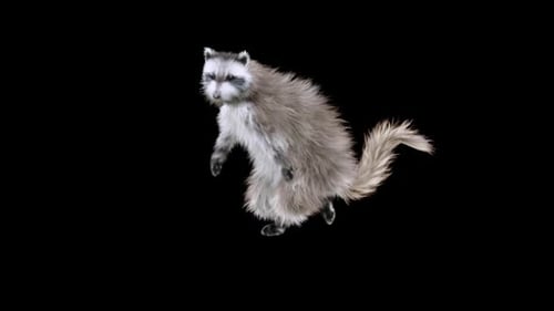 3D Raccoon Character Dancing Animation Loop
