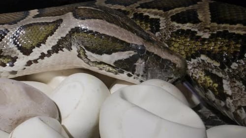 Close Up Python Resting Near Clutch of Eggs