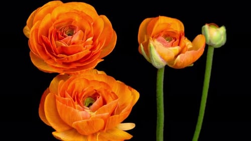 Time Lapse de apertura de la flor naranja de Ranunculus Asiaticus