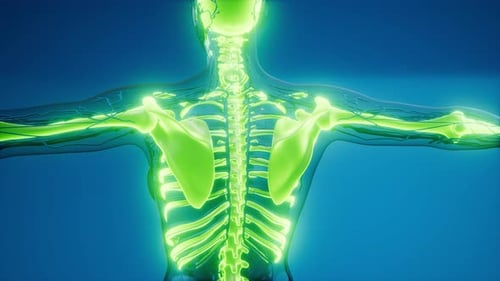 Animated Human Skeleton and Nervous System Scan