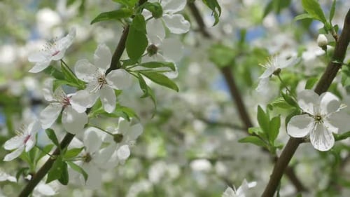 Weiße Sakura-Blumen