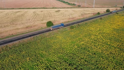 Aerial View of Trucks Driving Along a Rural Road Along a Sunflower Field on a Sunny Morning