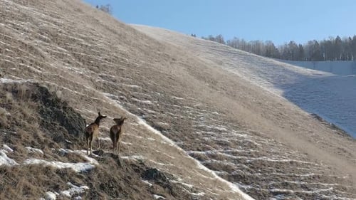 Deer on Hillside in Winter Landscape