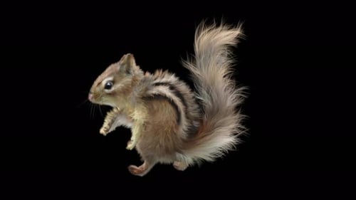 Chipmunk Tanzen 4K