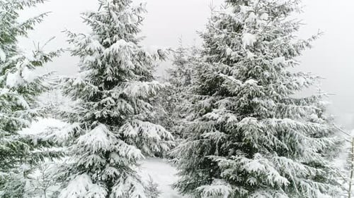 Winterkarpaten-Tanne im Schnee