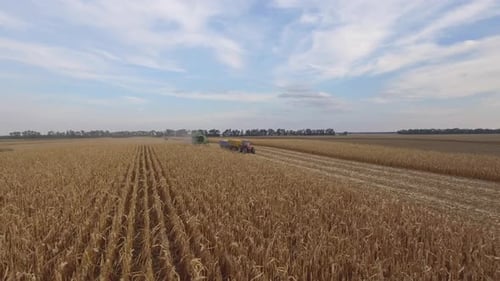 Agricultural Machinery Harvesting Corn in Vast Rural Field