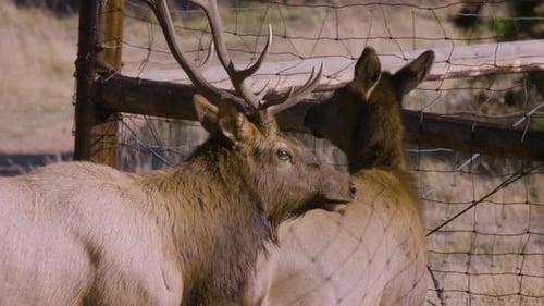 A herd of wild elks in the Rocky Mountain National Park