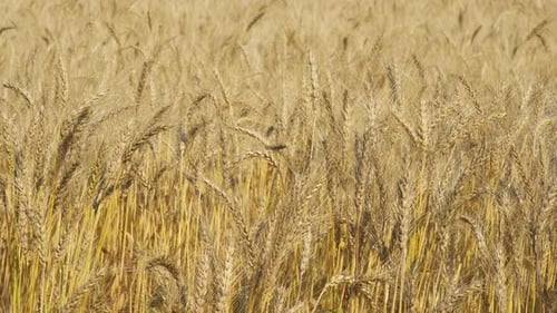 Golden Wheat Field Swaying in the Breeze