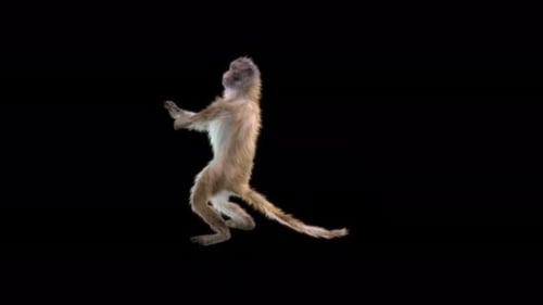 Monkey Dance 4K
