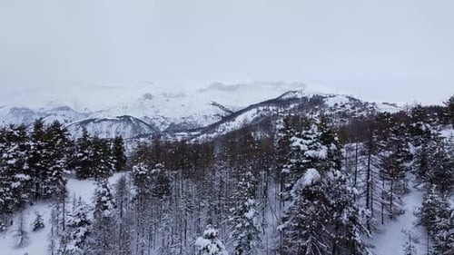 Snowy Mountain Landscape with Evergreen Forest in Winter