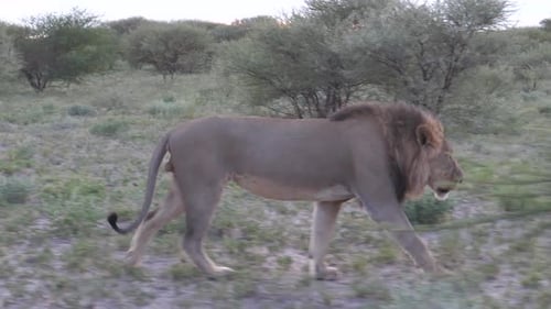 Majestic Male Lion Walking Through African Wilderness