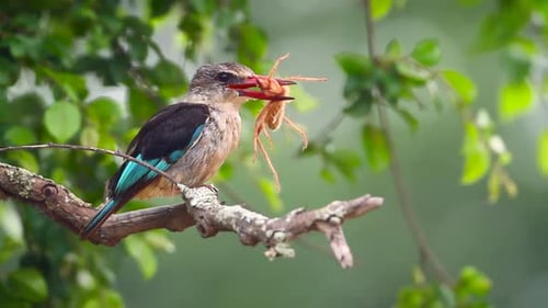 Brown hooded Kingfisher in Kruger National park, South Africa