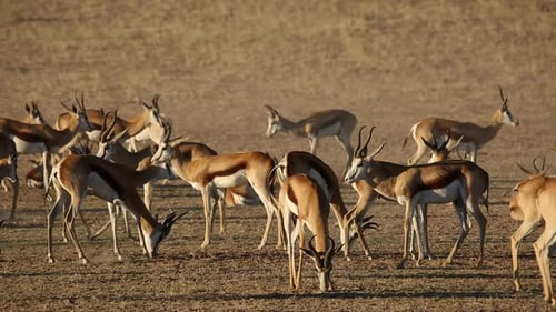 Springbock-Antilopen - Kalahari-Wüste