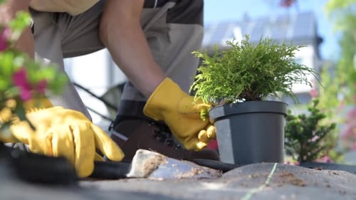Gardener Planting New Trees