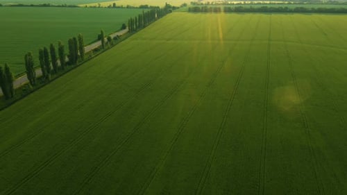Aerial View Of Green Fields