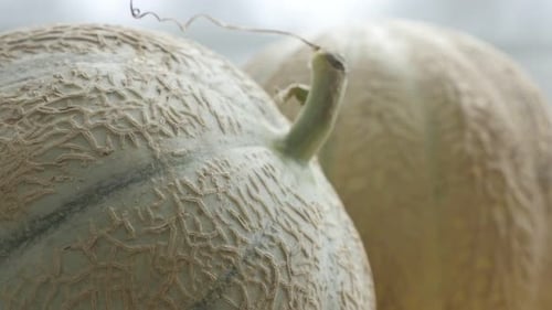Gros plan d'un fruit sain de la famille des cucurbitacées, melopepo, sur une table de cuisine 4K 2160p, 30fps, inclinaison UltraHD
