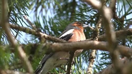 Kleiner bunter Vogel auf dem Ast