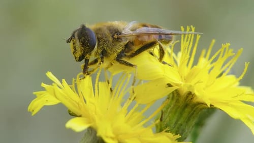 Bee Covered in Pollen Feeds on Yellow Flower