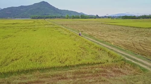 Motorcycle Riding Through Rice Fields