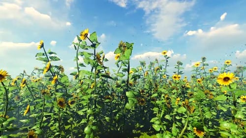 Sunflower Field
