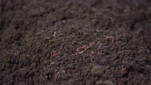 Pile of Soil with Red Wiggler Worms Crawling