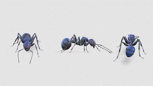 Ant Walk Pack