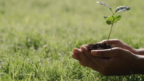 Close Up of Female Hands Holding Young Seedling with Ground