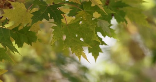 Windige Natur