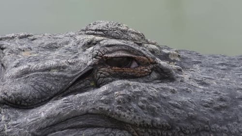 Crocodile Eye Looking