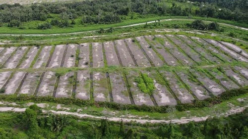 Aerial view the land is replant of oil palm tree
