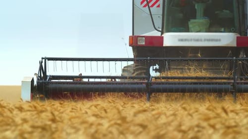Closeup of the Fork of Combine Harvester Driving Through Field Harvesting Wheat. Bottom View of